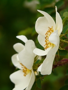 Blossom bloom white