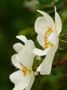 Blossom bloom white photo