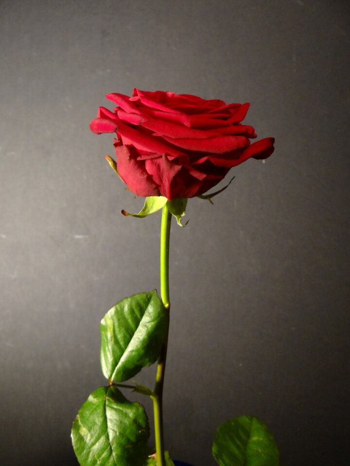 Plant red rose red