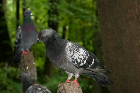 Dove bird wings