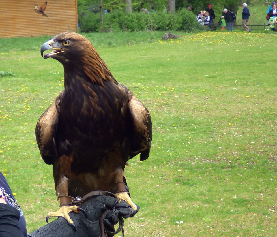 Zoo bird's eye view adler
