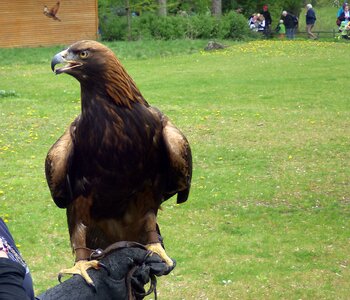 Zoo bird's eye view adler
