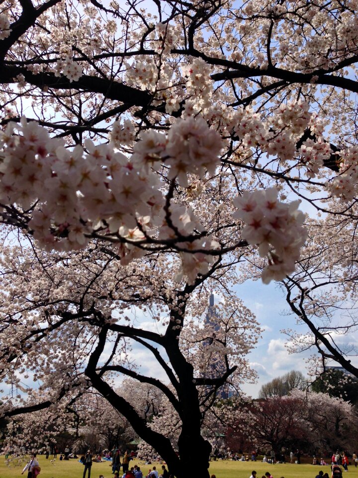 Japan blooming