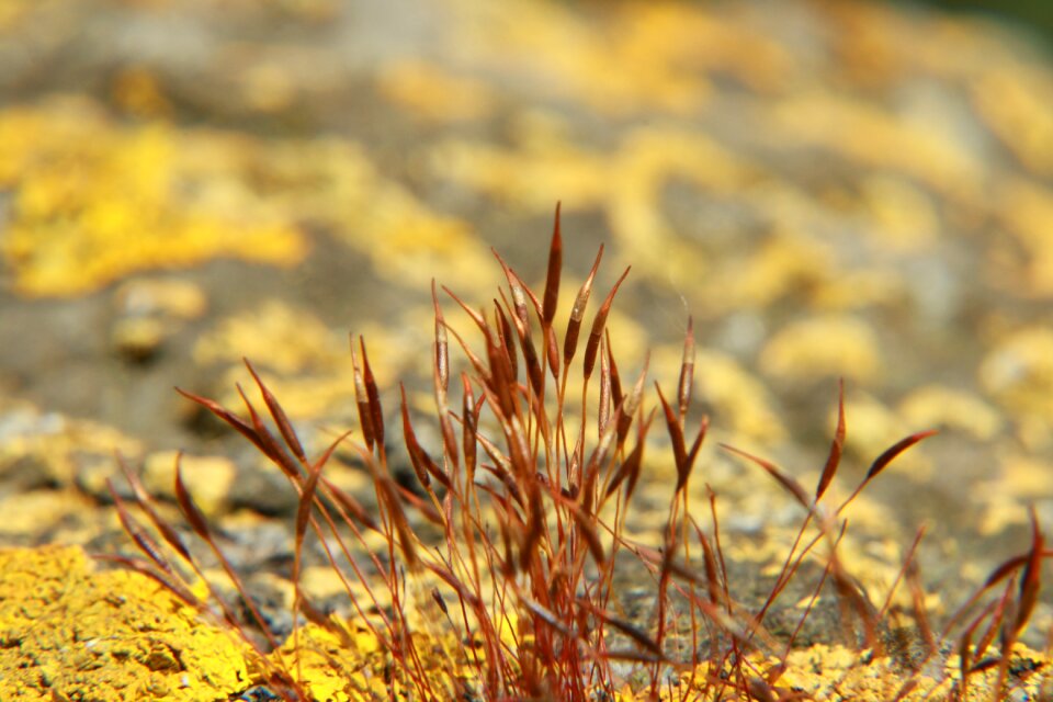 Rock vegetation fouling