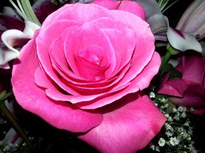 Romantic love floral photo