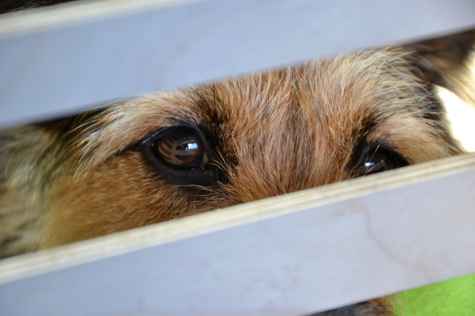 View loyalty animal