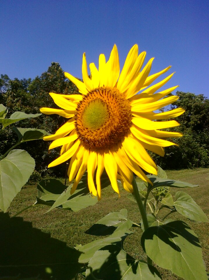 Nature flower plant
