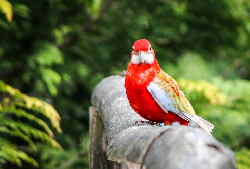 Red feather red pen