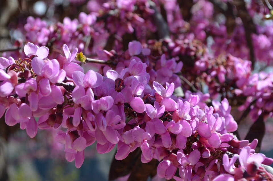 Purple nature plant
