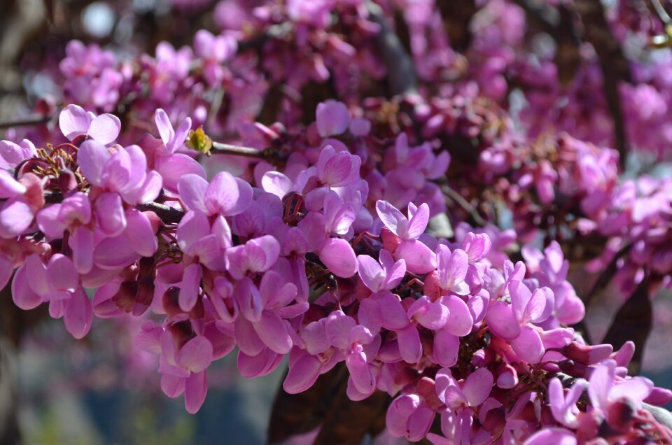 Purple nature plant photo