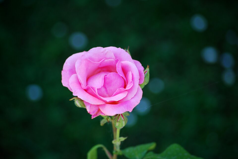 Rosa flower blossomed