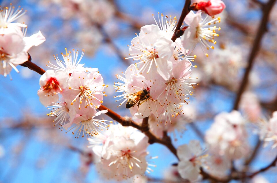 Bee bright park