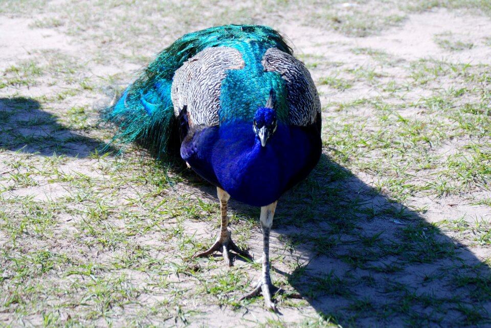 Zoo wildlife wild