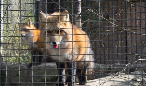 Enclosure cage zoo photo