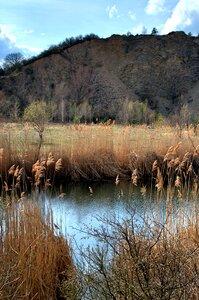 Landscape hady dry reed