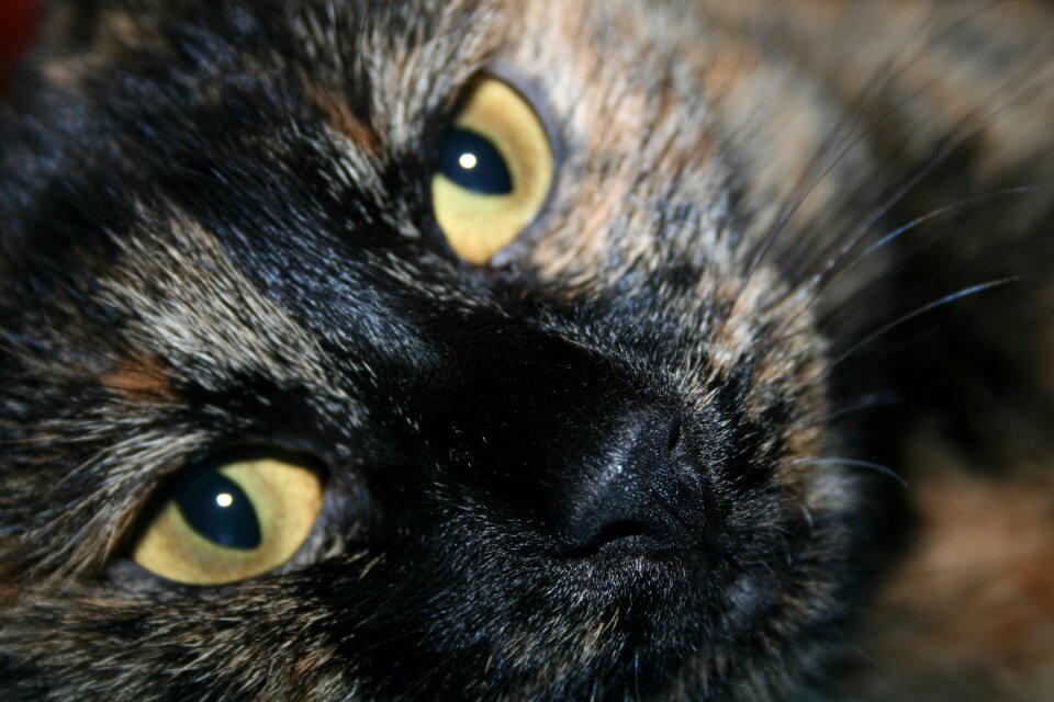 Cat bobtail Free photos
