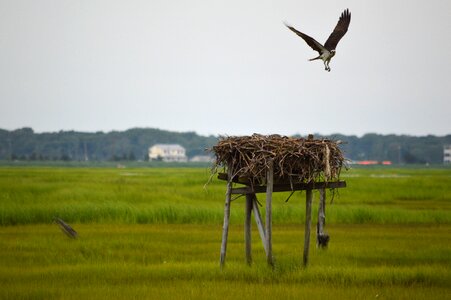 Fledgling flight flying