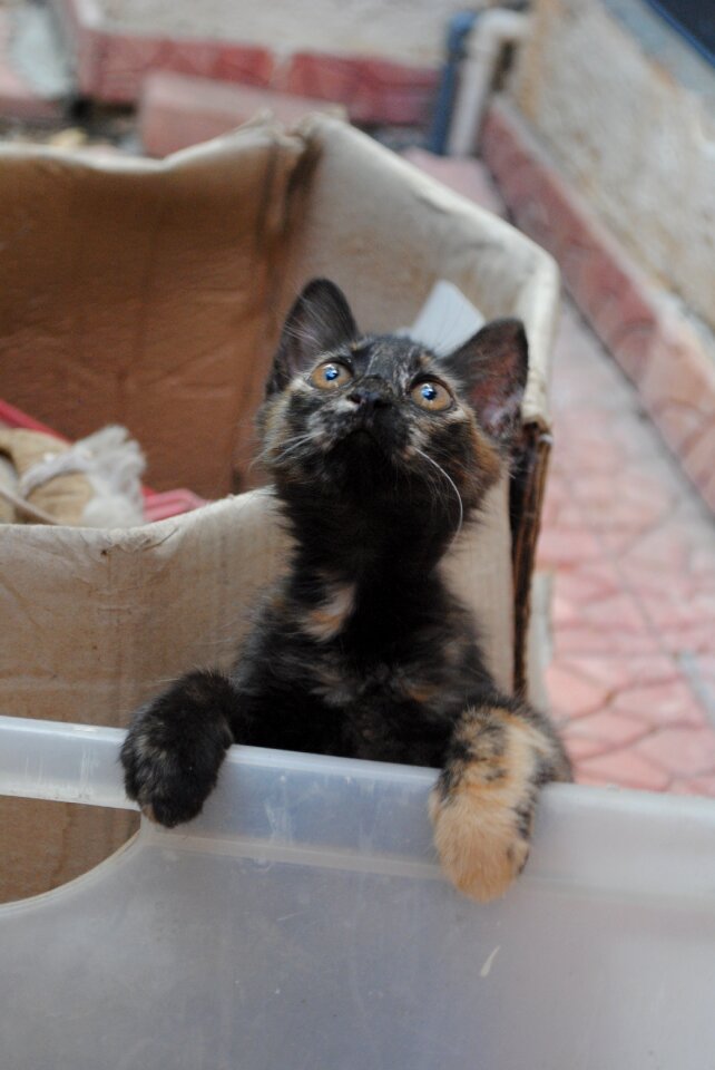 Kitten cat pet