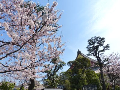 Nature flower tree