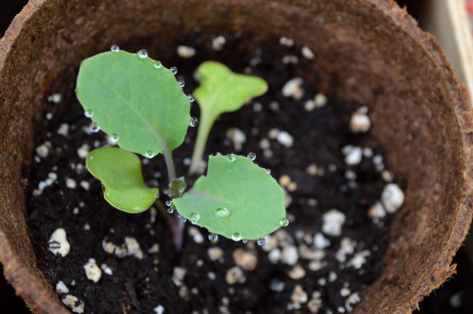 Gardening plant organic