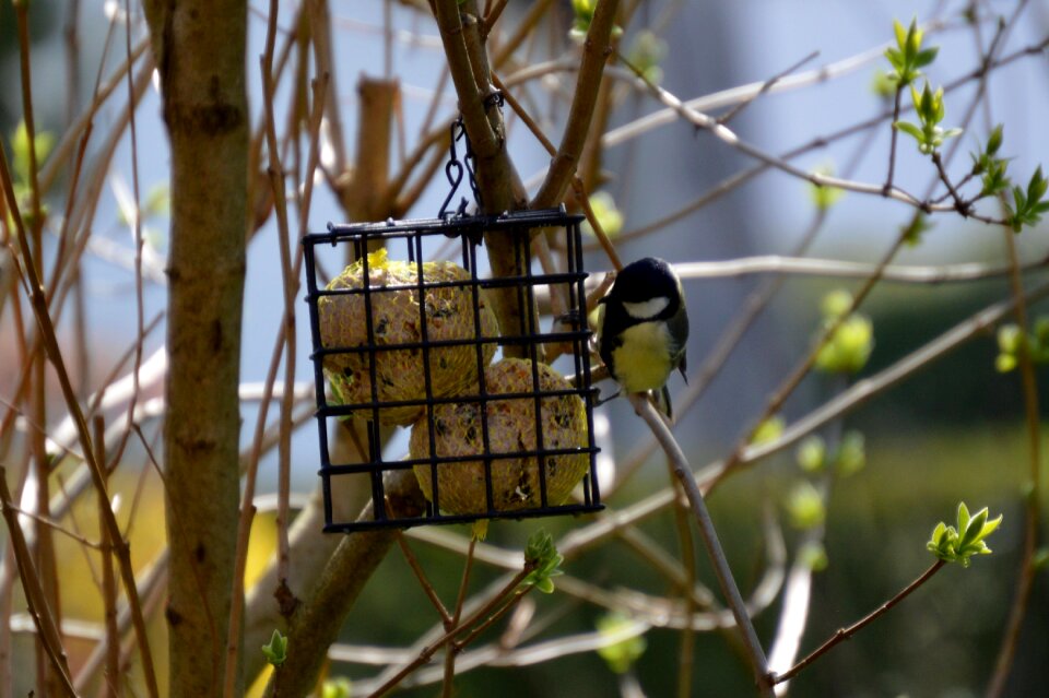 Small bird nature peck