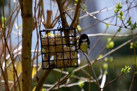 Small bird nature peck