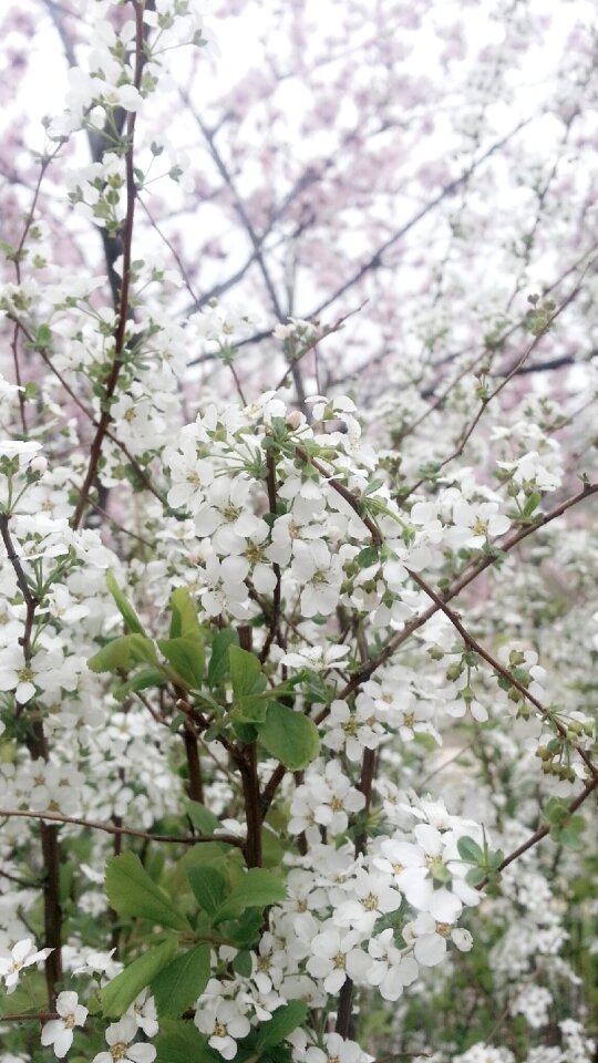 White spring flowers