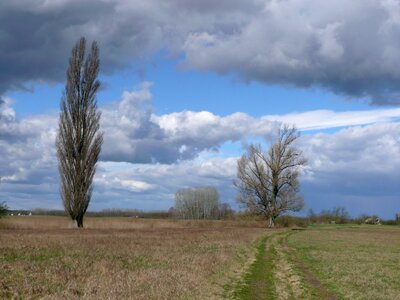 Tree sky photo