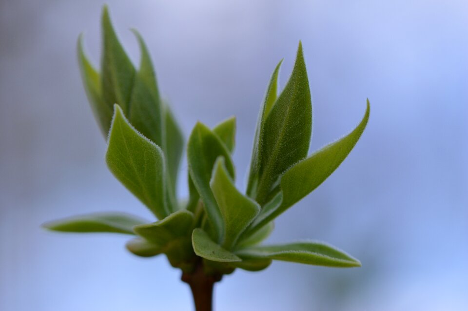 Close up spring green