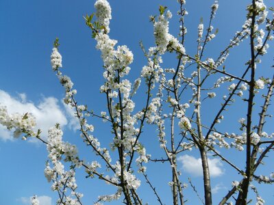 Tree nature spring