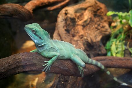 Lizard reptile bearded dragon photo