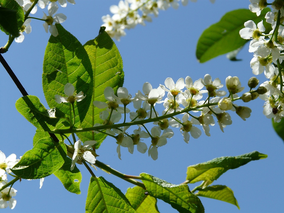 Black cherry prunus tree