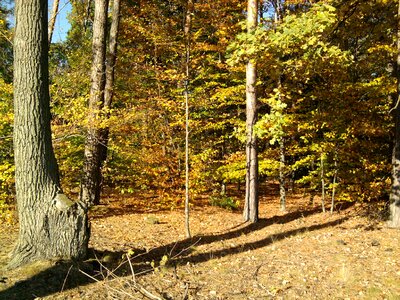 Tree autumn nature photo