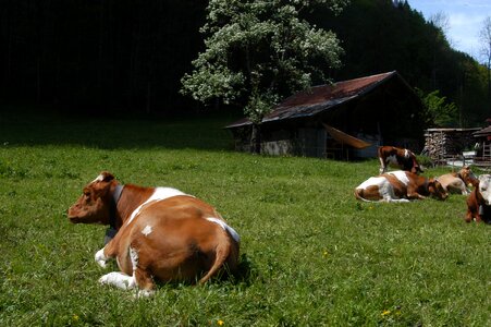 Cows switzerland milk
