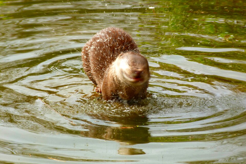 Fluffy mammal animal
