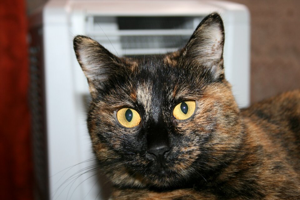Cat bobtail Free photos