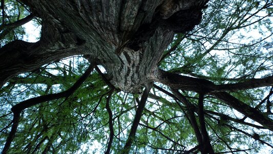 Branch tree trunk