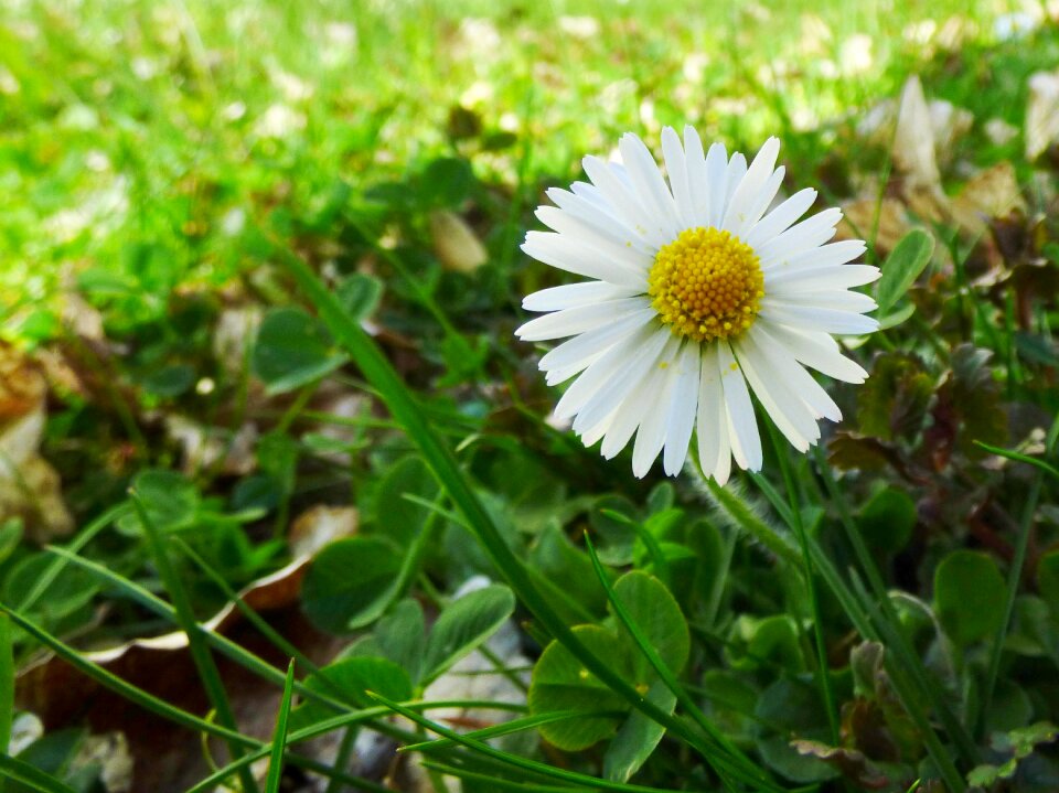 Garden white yellow