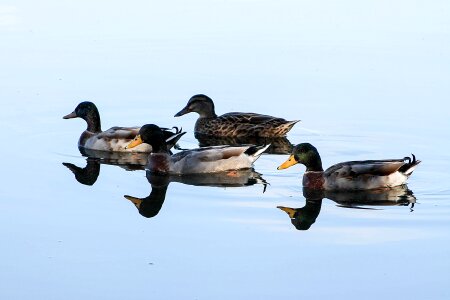 Tomorrow water water animal