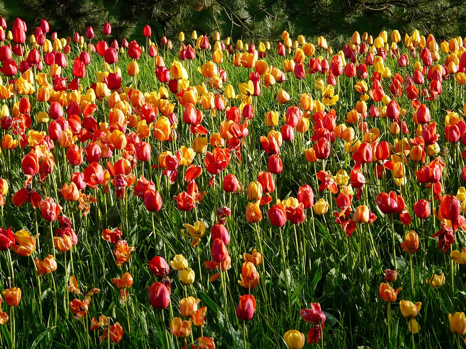 Flowers colorful color