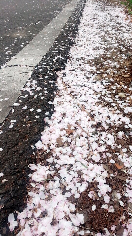 Petal fallen petals spring