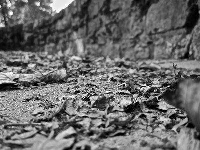 Leaves nature autumn