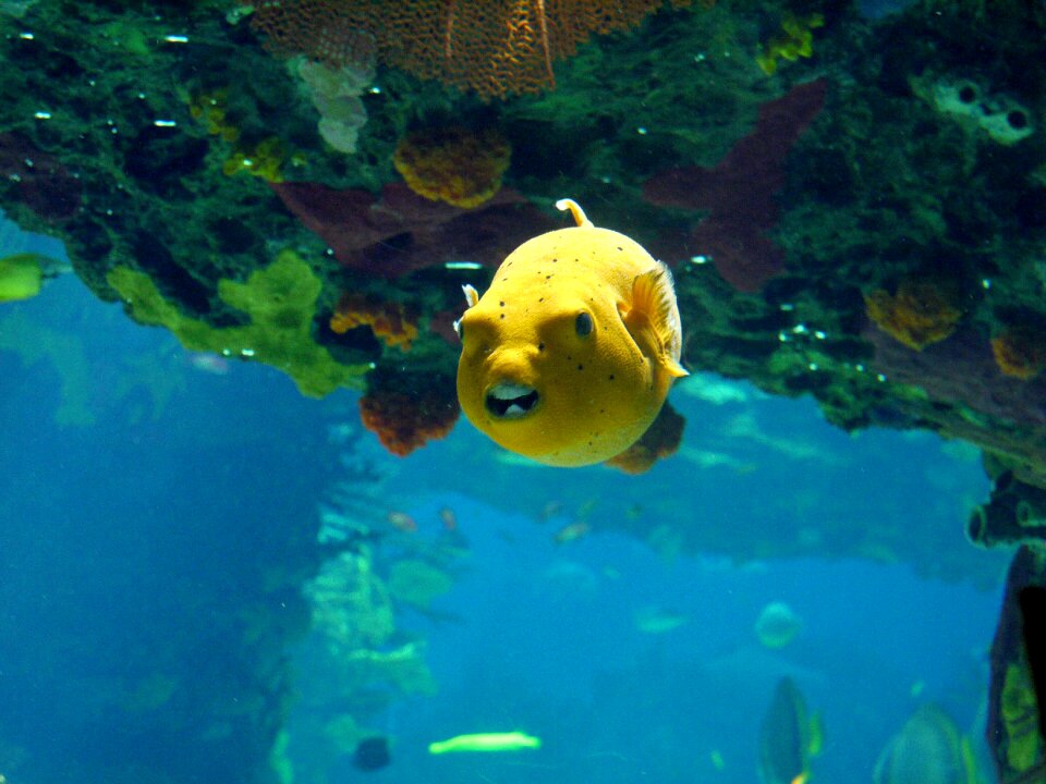 Water animal meeresbewohner