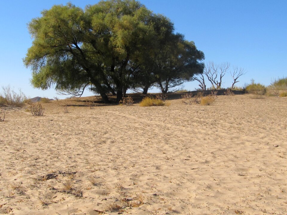 Tree in the desert desert the scenery
