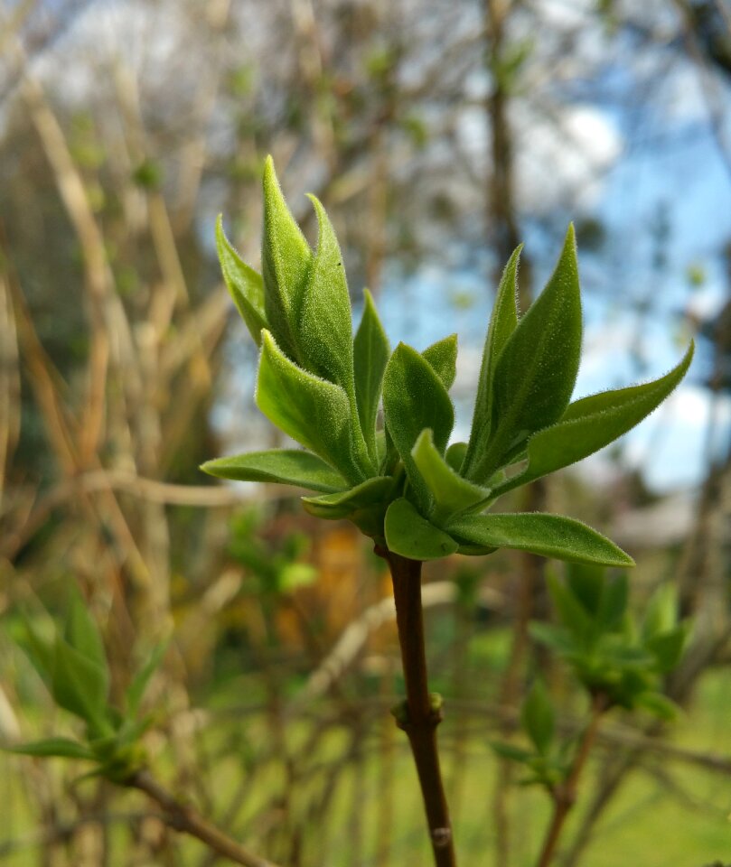 Close up spring green