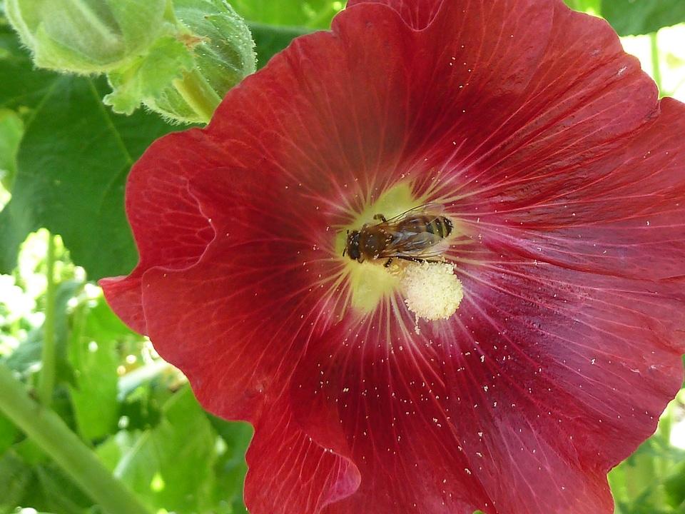 Insect bee animal