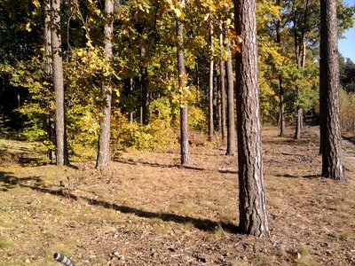 Tree autumn nature photo