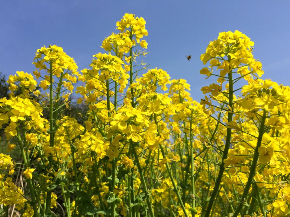 Spring flowers spring yellow