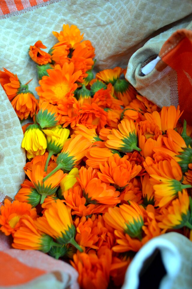 Blossom bloom calendula officinalis