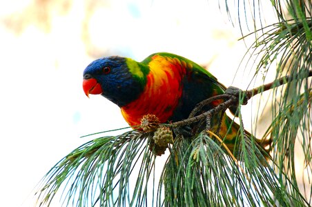 Nature colorful australia